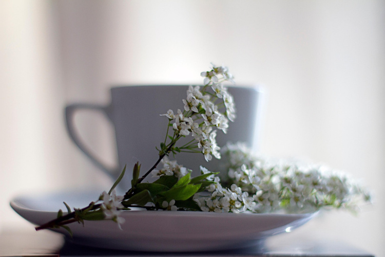 Sommarträff i Prästgården kaffekopp med en blommande häggkvist